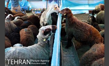 مراکز عرضه بهداشتی دام زنده 9