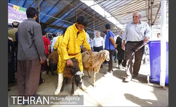 عرضه بهداشتی دام در جایگاه منطقه 2 شهرداری تهران  25