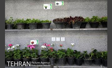 طرح گلماند در منطقه 18