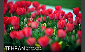 رویش گل های لاله در میدان آزادی 25
