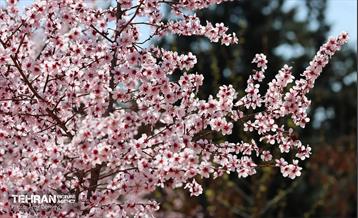 شکوفه‌های بهاری در بوستان سمن‌ها 27