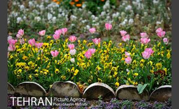 رویش گل لاله در پارک شهر 30