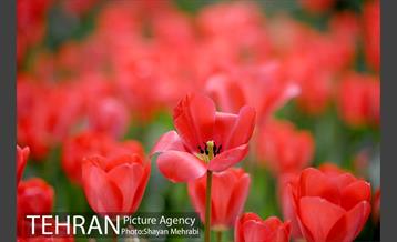 رویش گل های لاله در باغ ایرانی 11