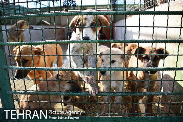 مرکز نگهداری سگ های بدون صاحب  6
