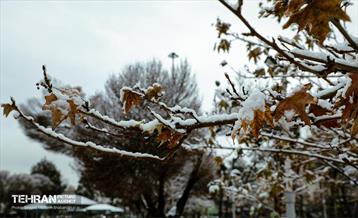 روز برفی در منطقه 8 5