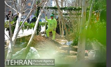 احیای درختان خیابان  ولیعصر( عج) با حضور شهردار تهران  34