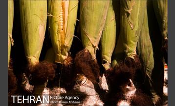 شیر بلال تابستان 15