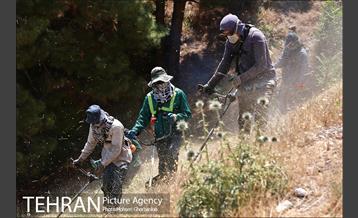 علف زنی بوستانهای تهران برای مقابله با آتش سوزی 3