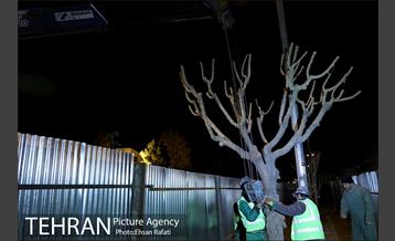 ​جا به جایی درختان گیشا به دلیل ساخت زیرگذر 6