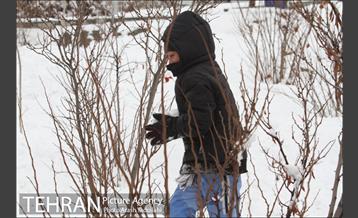 بارش برف در تهران 19