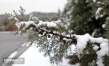 روز برفی در بوستان جنگلی سرخه‌حصار 18