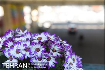 گل آرایی پل سیدخندان 17