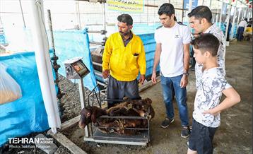 مرکز عرضه دام بهداشتی به مناسبت عید قربان 27