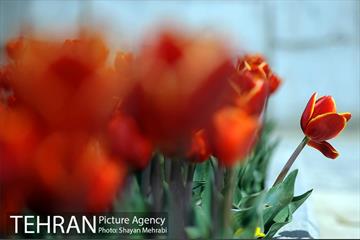 رویش گل های لاله در بوستان گفتگو 14