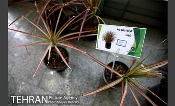 طرح گلماند در منطقه 18