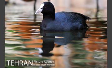 باغ پرندگان تهران 11