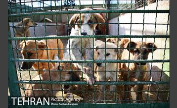 مرکز نگهداری سگ های بدون صاحب  6