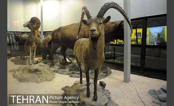 موزه حیات وحش پردیسان 41