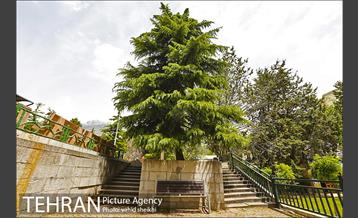 بوستان نیاوران 15