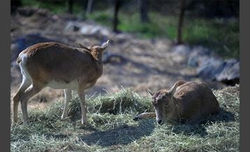 پارک پردیسان 6