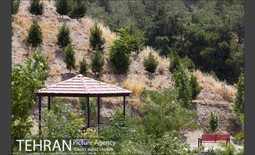 بوستان جنگلی یاس فاطمی 10