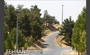 بوستان جنگلی یاس فاطمی 23