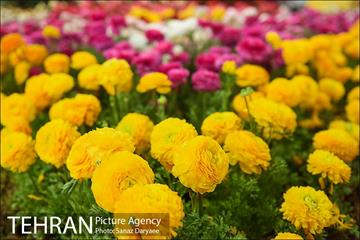 شانزدهمین نمایشگاه گل و گیاه تهران 8