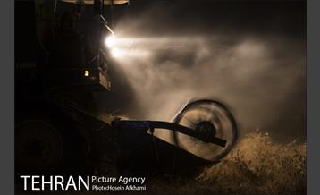 برداشت گندم در مزارع جنوب تهران‎ 20