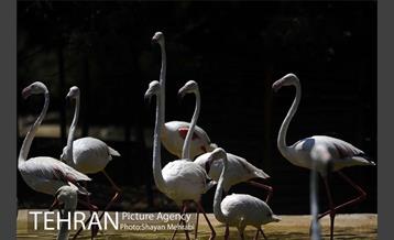 باغ پرندگان 35