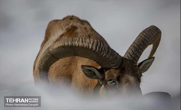 حیات وحش تهران  29