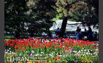 رویش گل های لاله در بوستان ملت 11