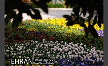 رویش گل های لاله در پارک شهر 6