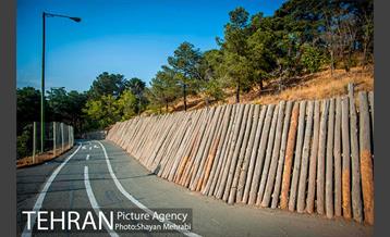 بوستان جنگلی چیتگر 14