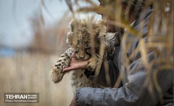 پیروز؛ پسر ایران 24