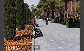 رویش لاله ها در پارک شهر 17