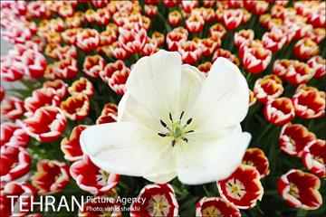 پیاده راه لاله برای مادران 21