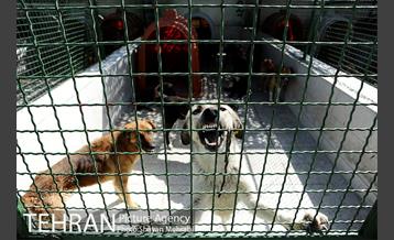 نقاهتگاه سگ های بدون صاحب واقع در آراد کوه 31