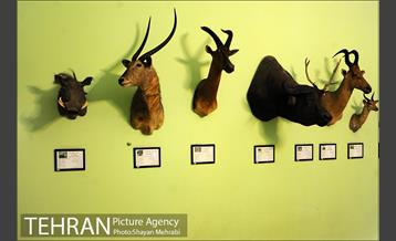 موزه حیات وحش هفت چنار 55