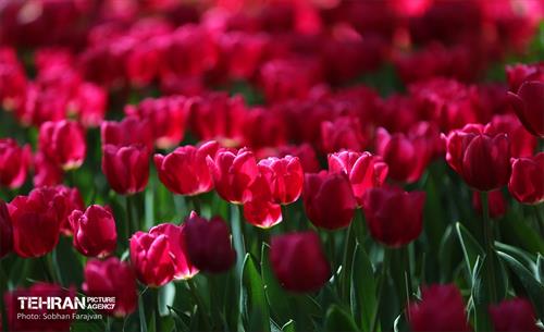 باغ ایرانی میزبان لاله‌ها 21
