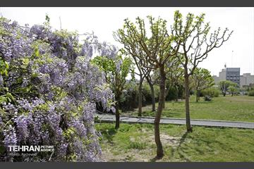 هوای بهاری منطقه 5 5