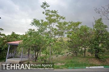 پارک جنگلی لویزان‎ 8
