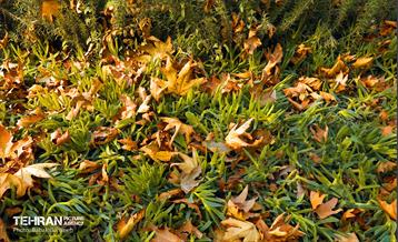 گذرگاه های پاییزی پایتخت - منطقه 13