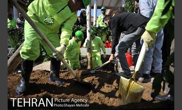 احیای درختان خیابان  ولیعصر( عج) با حضور شهردار تهران  40
