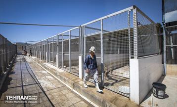 مهربانی با سگ های بدون صاحب 8