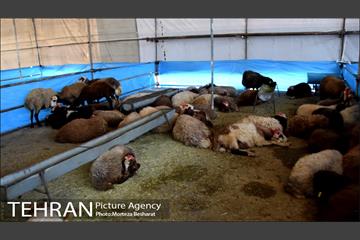 آماده سازی قربانگاه منطقه ۲۰ ( شهرری )  8