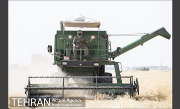 برداشت گندم در مزارع جنوب تهران‎ 3