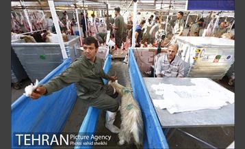 عرضه بهداشتی دام در جایگاه منطقه 2 شهرداری تهران  8