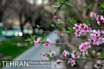 شکوفه های بهاری در پایتخت 9