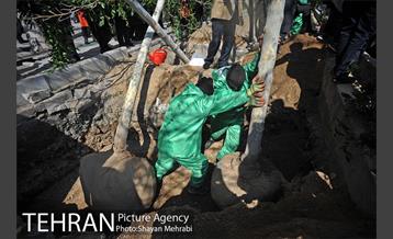 احیای درختان خیابان  ولیعصر( عج) با حضور شهردار تهران  37