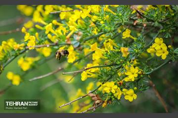باغ گیاه‌شناسی 39